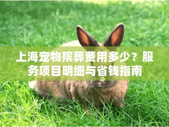 上海宠物殡葬费用多少？服务项目明细与省钱指南