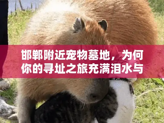邯郸附近宠物墓地，为何你的寻址之旅充满泪水与迷茫？