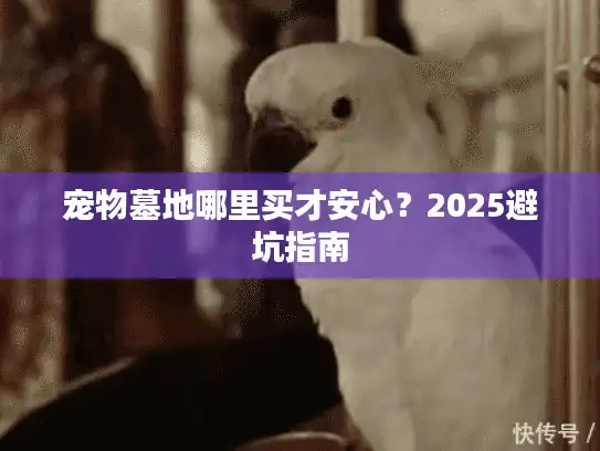 宠物墓地哪里买才安心？2025避坑指南