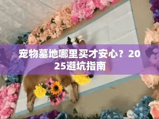 宠物墓地哪里买才安心？2025避坑指南