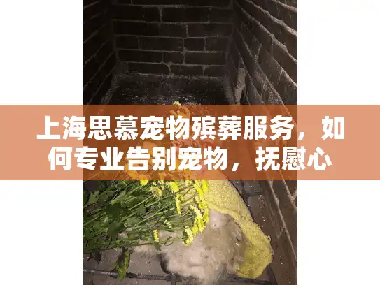 上海思慕宠物殡葬服务，如何专业告别宠物，抚慰心灵的哀伤？