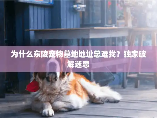 为什么东陵宠物墓地地址总难找？独家破解迷思