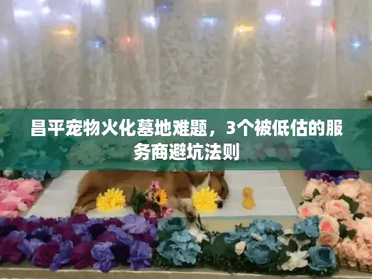 昌平宠物火化墓地难题，3个被低估的服务商避坑法则
