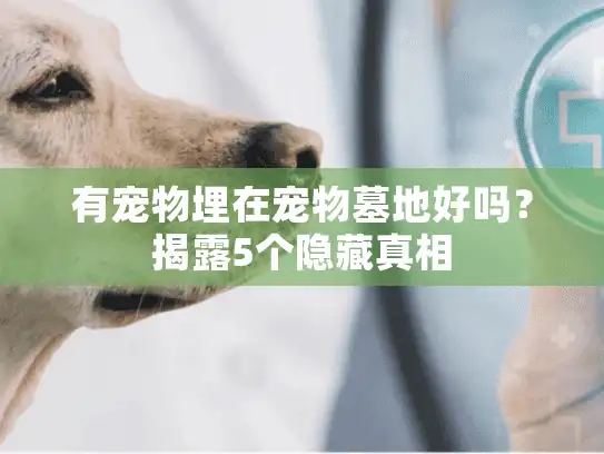 有宠物埋在宠物墓地好吗？揭露5个隐藏真相