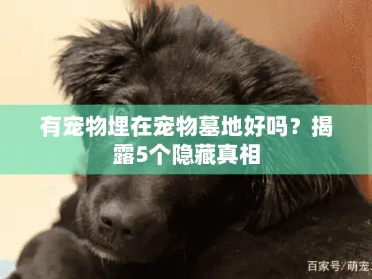 有宠物埋在宠物墓地好吗？揭露5个隐藏真相