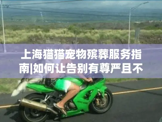 上海猫猫宠物殡葬服务指南|如何让告别有尊严且不留遗憾？