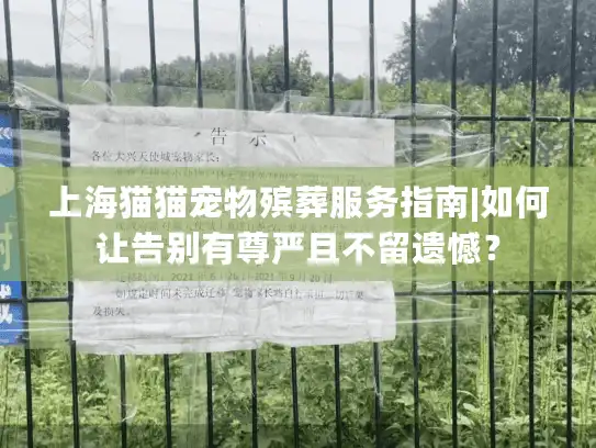 上海猫猫宠物殡葬服务指南|如何让告别有尊严且不留遗憾？