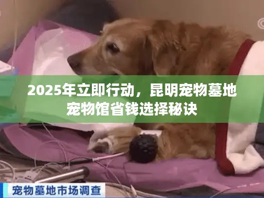 2025年立即行动，昆明宠物墓地宠物馆省钱选择秘诀