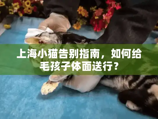 上海小猫告别指南，如何给毛孩子体面送行？
