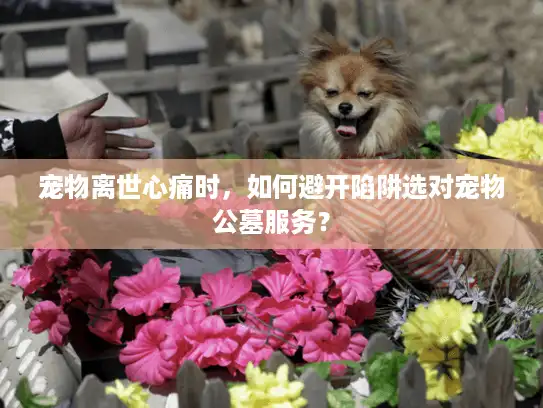 宠物离世心痛时，如何避开陷阱选对宠物公墓服务？