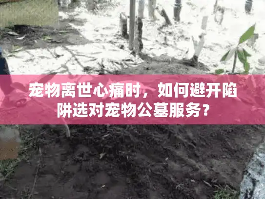 宠物离世心痛时，如何避开陷阱选对宠物公墓服务？