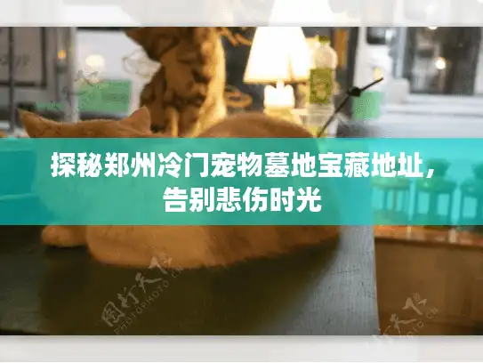 探秘郑州冷门宠物墓地宝藏地址，告别悲伤时光