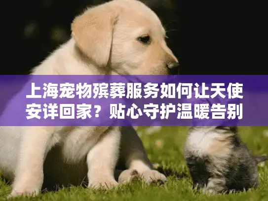 上海宠物殡葬服务如何让天使安详回家？贴心守护温暖告别时刻
