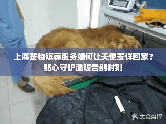 上海宠物殡葬服务如何让天使安详回家？贴心守护温暖告别时刻