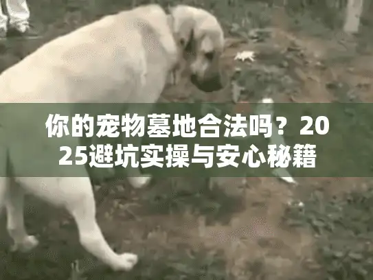 你的宠物墓地合法吗？2025避坑实操与安心秘籍