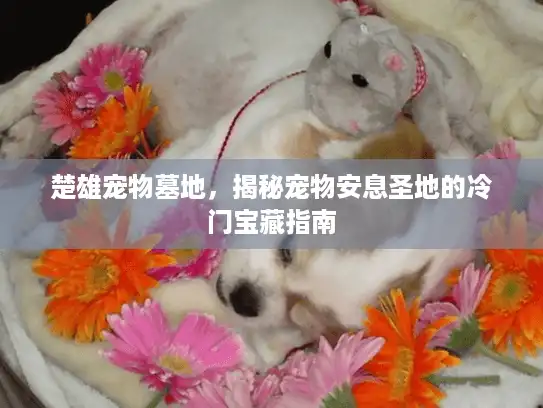 楚雄宠物墓地，揭秘宠物安息圣地的冷门宝藏指南