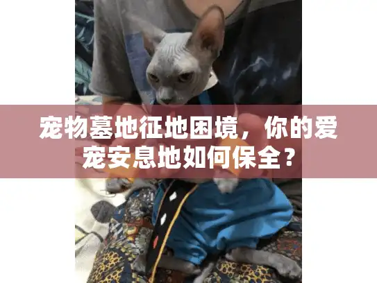 宠物墓地征地困境，你的爱宠安息地如何保全？