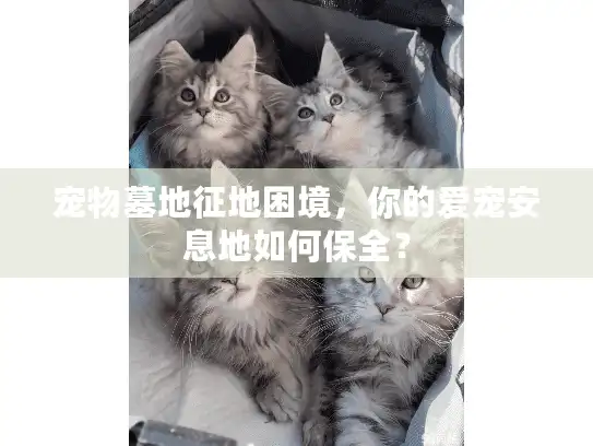 宠物墓地征地困境，你的爱宠安息地如何保全？