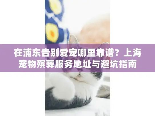 在浦东告别爱宠哪里靠谱？上海宠物殡葬服务地址与避坑指南