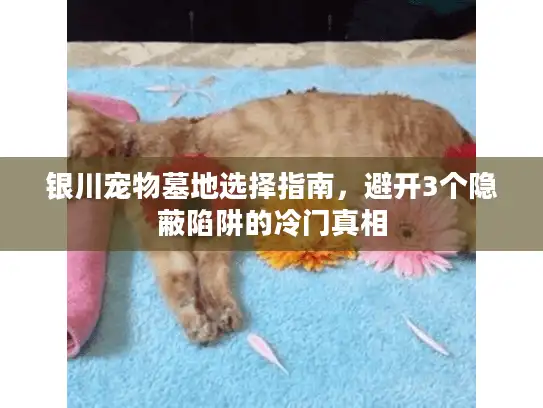 银川宠物墓地选择指南，避开3个隐蔽陷阱的冷门真相