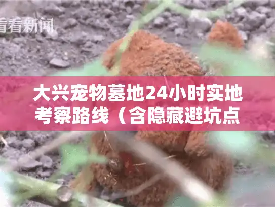 大兴宠物墓地24小时实地考察路线（含隐藏避坑点）