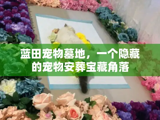 蓝田宠物墓地，一个隐藏的宠物安葬宝藏角落