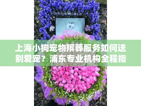 上海小狗宠物殡葬服务如何送别爱宠？浦东专业机构全程指导