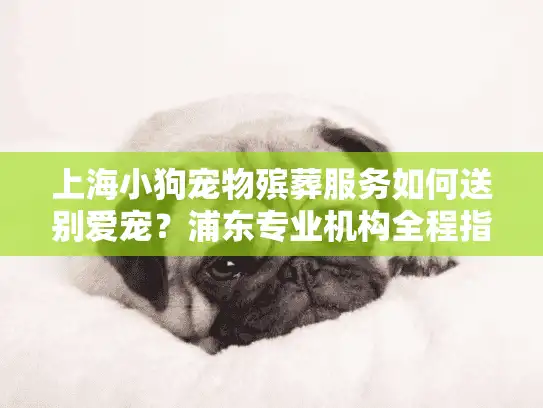 上海小狗宠物殡葬服务如何送别爱宠？浦东专业机构全程指导