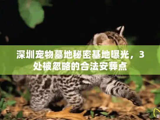 深圳宠物墓地秘密基地曝光，3处被忽略的合法安葬点