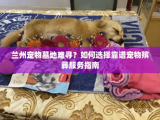 兰州宠物墓地难寻？如何选择靠谱宠物殡葬服务指南
