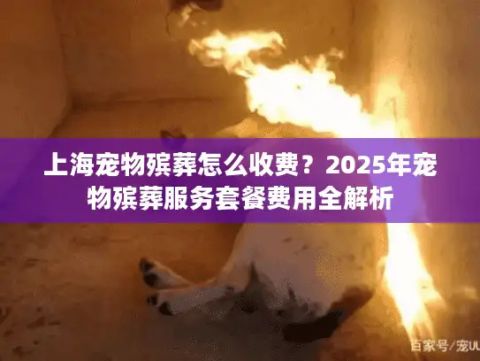 上海宠物殡葬怎么收费？2025年宠物殡葬服务套餐费用全解析