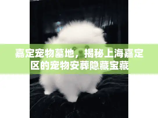 嘉定宠物墓地，揭秘上海嘉定区的宠物安葬隐藏宝藏