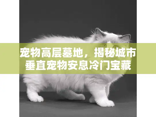 宠物高层墓地，揭秘城市垂直宠物安息冷门宝藏