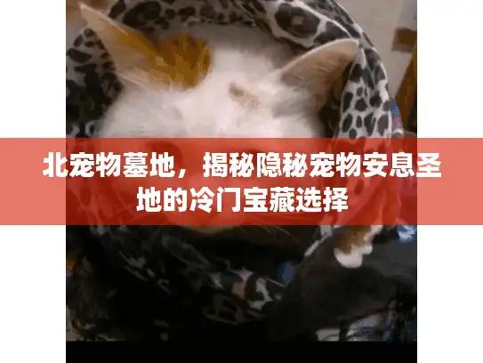 北宠物墓地，揭秘隐秘宠物安息圣地的冷门宝藏选择