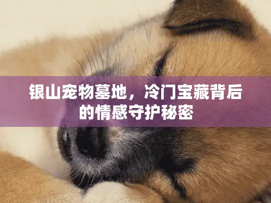 银山宠物墓地，冷门宝藏背后的情感守护秘密