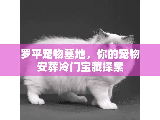 罗平宠物墓地，你的宠物安葬冷门宝藏探索