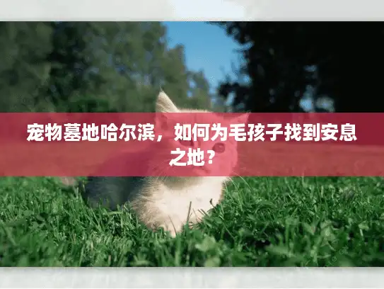 宠物墓地哈尔滨，如何为毛孩子找到安息之地？