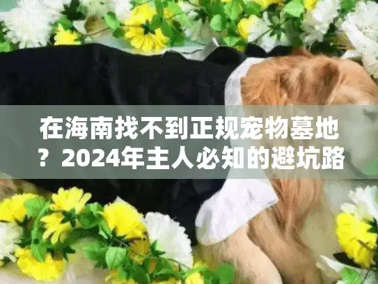 在海南找不到正规宠物墓地？2024年主人必知的避坑路线