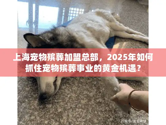 上海宠物殡葬加盟总部，2025年如何抓住宠物殡葬事业的黄金机遇？