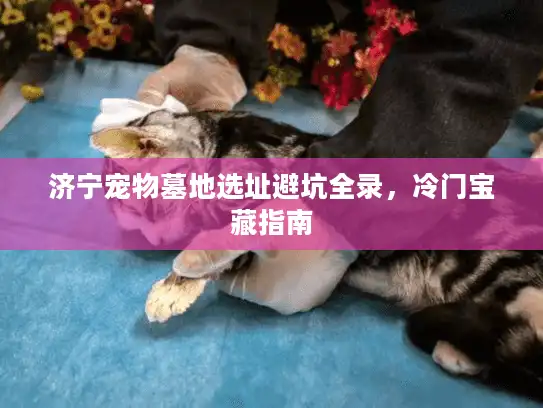 济宁宠物墓地选址避坑全录，冷门宝藏指南