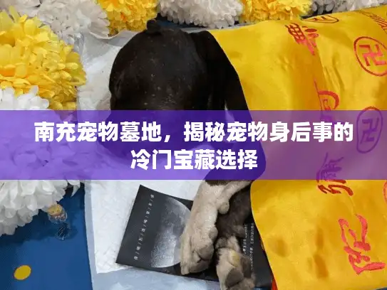南充宠物墓地，揭秘宠物身后事的冷门宝藏选择