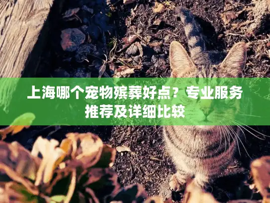 上海哪个宠物殡葬好点？专业服务推荐及详细比较