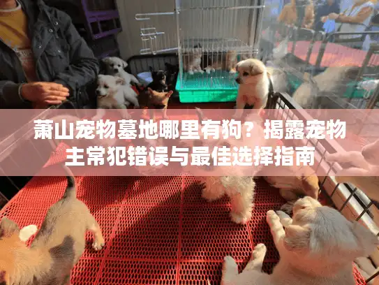 萧山宠物墓地哪里有狗？揭露宠物主常犯错误与最佳选择指南