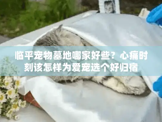 临平宠物墓地哪家好些？心痛时刻该怎样为爱宠选个好归宿
