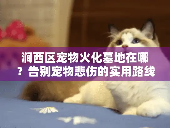 涧西区宠物火化墓地在哪？告别宠物悲伤的实用路线图