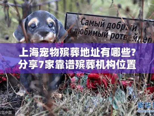 上海宠物殡葬地址有哪些?分享7家靠谱殡葬机构位置及联系方式