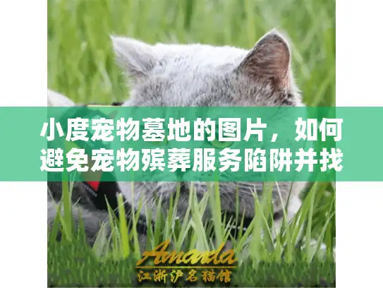 小度宠物墓地的图片，如何避免宠物殡葬服务陷阱并找到完美方案？