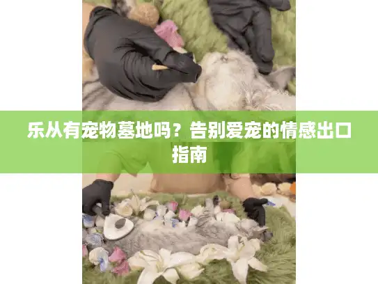 乐从有宠物墓地吗？告别爱宠的情感出口指南
