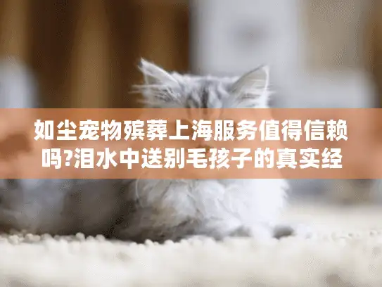 如尘宠物殡葬上海服务值得信赖吗?泪水中送别毛孩子的真实经历分享