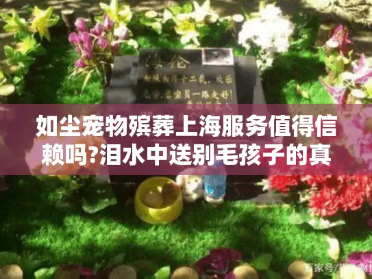 如尘宠物殡葬上海服务值得信赖吗?泪水中送别毛孩子的真实经历分享
